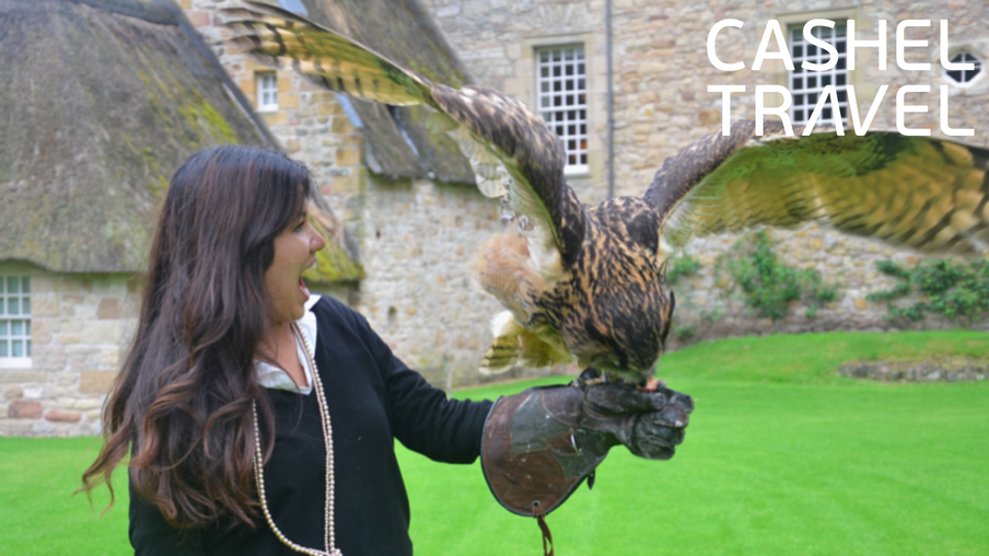 Falconry session