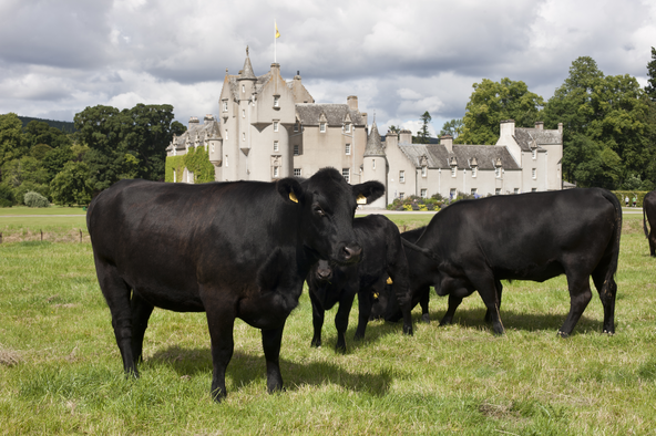 Cattle at Ballindalloch Castle 
