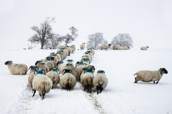 Sheep in winter at Culfoich Farm 