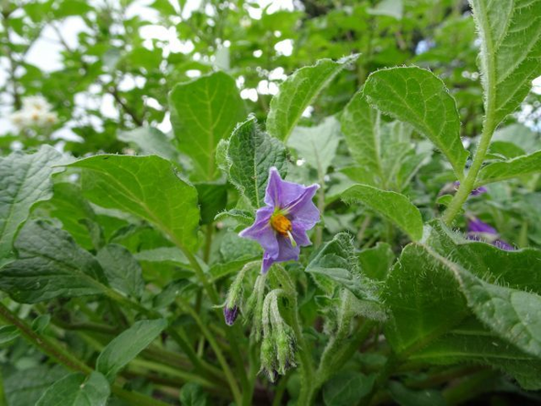 Solanum demissum at Royal Botanic Garden Edinburgh