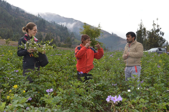  Dr Tiina Sarkinen from Royal Botanic Garden Edinburgh working with local potato farmers