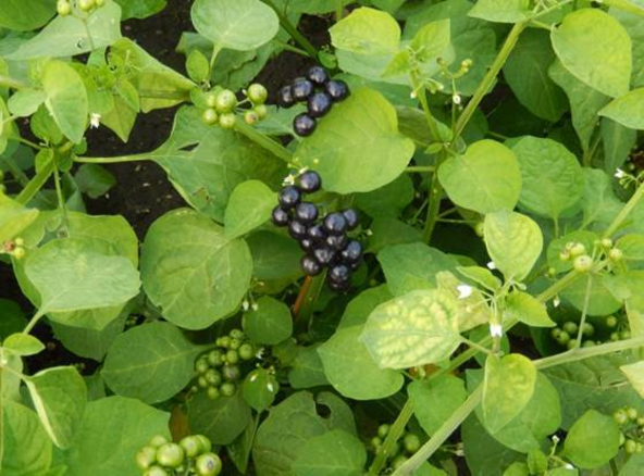 Royal Botanic Garden Edinburgh African supervegetable Solanum scabrum with its edible berries