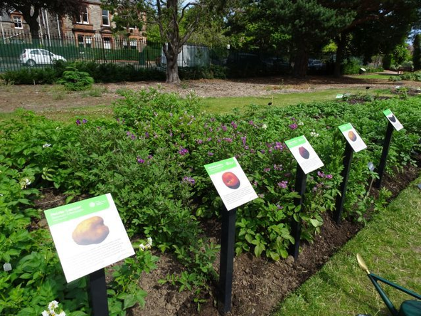 Wild potato species growing outside at Royal Botanic Garden Edinburgh