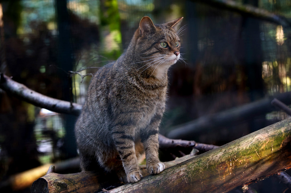 Wildcats at RZSS Highland Wildlife Park are part of the Scottish Wildcat Action captive breeding program. 