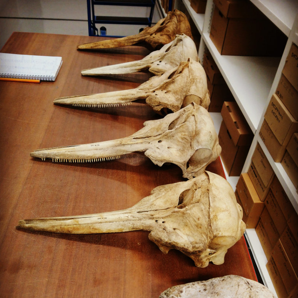 Cetacean Skulls