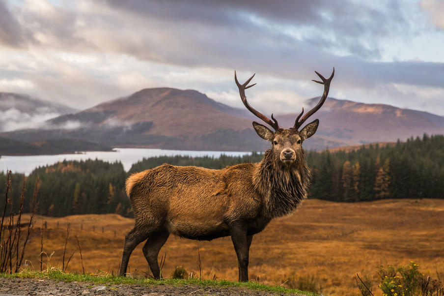Scottish stag in the Highlands