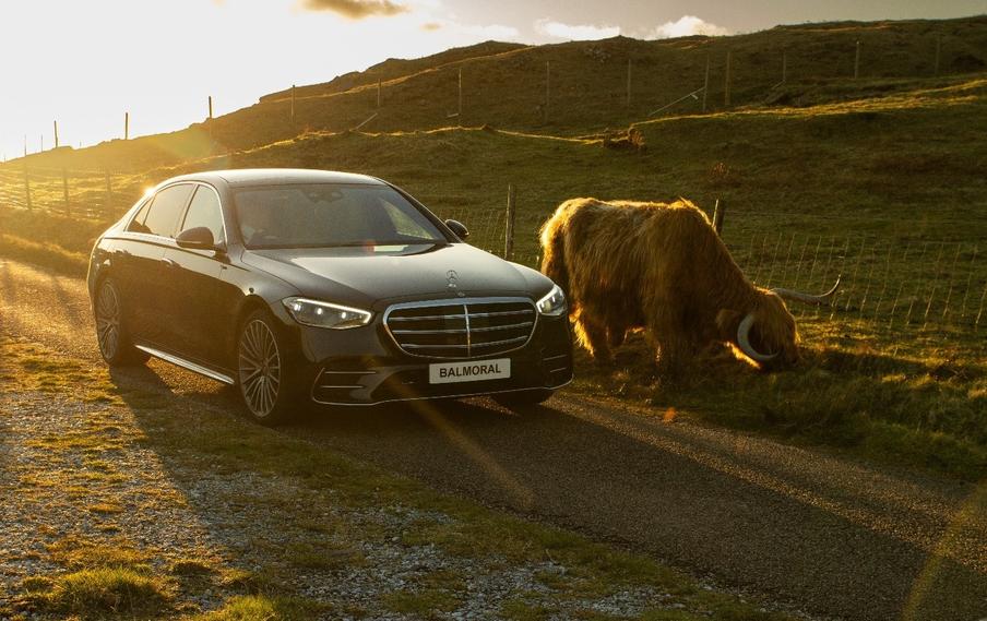 Highland Coo - Our clients saying hello to a local in the Highlands